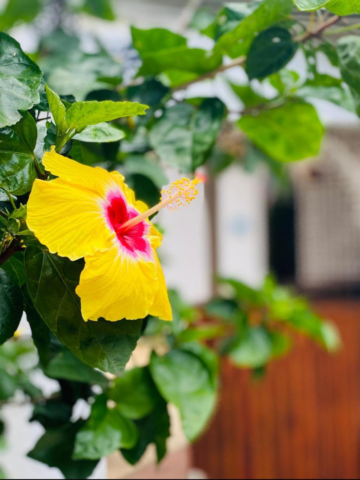 פיטרמריצברג Caribe Accommodation And Conferences מראה חיצוני תמונה